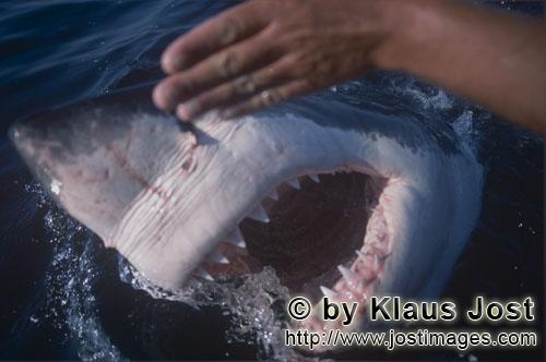 Weißer Hai/Great White Shark/Carcharodon carcharias        Die Beißwerkzeuge des Weissen Hais 