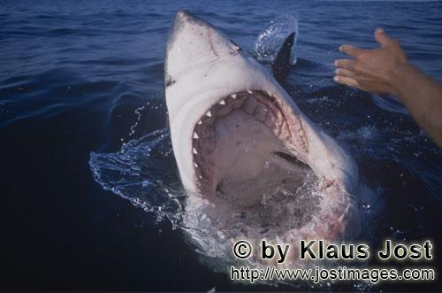 Weißer Hai/Great White Shark/Carcharodon carcharias        Blick in den weit aufgerissem Weißen Ha