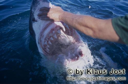 Weißer Hai/Great White shark/Carcharodon carcharias        Tiefer Blick in das Innere des Weißen H