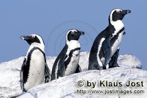 Brillenpinguin/African Penguin/Spheniscus demersus        Brillenpinguine         Dyer Island