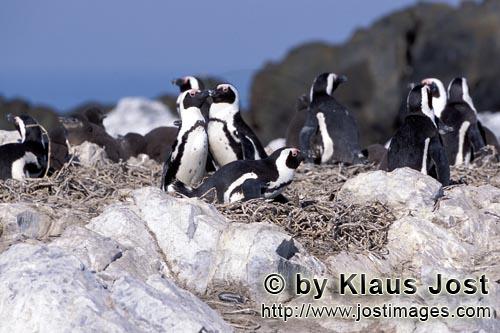 Brillenpinguin/African penguin/Spheniscus demersus        Brillenpinguin-Kolonie        Auf Dyer 