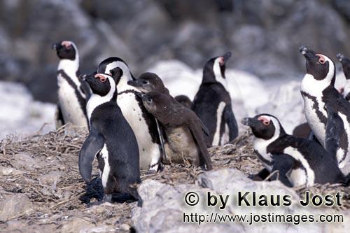 Brillenpinguin/African penguin/Spheniscus demersus        Brillenpinguin Kolonie        Auf Dyer 