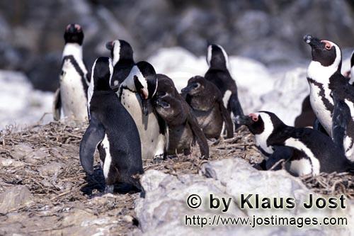 Brillenpinguin/Jackass penguin/Spheniscus demersus        Brillenpinguin Kolonie        Auf Dyer Island<