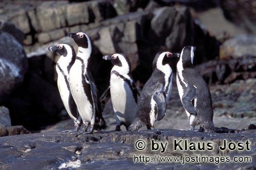 Brillenpinguin/African Penguin/Spheniscus demersus        Brillenpinguine        Dyer Island 
