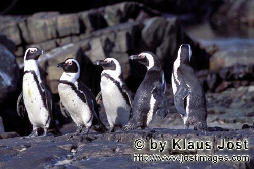 Brillenpinguin/African Penguin/Spheniscus demersus        Brillenpinguin Kolonie        Dyer Isla