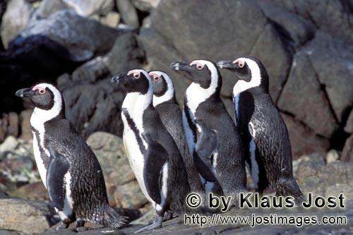 Brillenpinguin/African Penguin/Spheniscus demersus        Brillenpinguine        Auf Dyer Island<