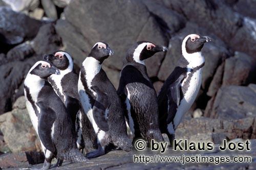 Brillenpinguin/African Penguin/Spheniscus demersus        Brillenpinguin Kolonie        Auf Dyer 