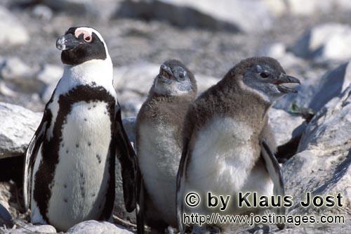Brillenpinguin/African Penguin/Spheniscus demersus        Brillenpinguin mit Jungtieren        Auf <
