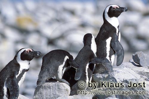 Brillenpinguin/African penguin/Spheniscus demersus        Brillenpinguin Kolonie        Dyer Island kann nu