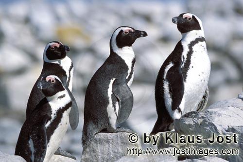 Brillenpinguin/African Penguin/Spheniscus demersus        Brillenpinguin Kolonie        Dyer Isla