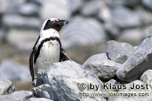 Brillenpinguin/African penguin/Spheniscus demersus        Brillenpinguin (Spheniscus demersus)        Dyer 