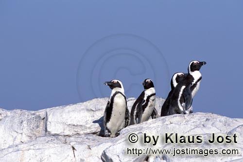 Brillenpinguin/African Penguin/Spheniscus demersus        Brillenpinguine        Dyer Island kann nur mit e