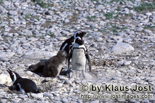 Brillenpinguin/Jackass penguin/Spheniscus demersus        Brillenpinguinfamilie        Dyer Island kann nur