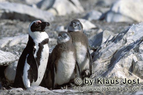 Brillenpinguin/African Penguin/Spheniscus demersus        Brillenpinguinfamilie         Auf Dyer 