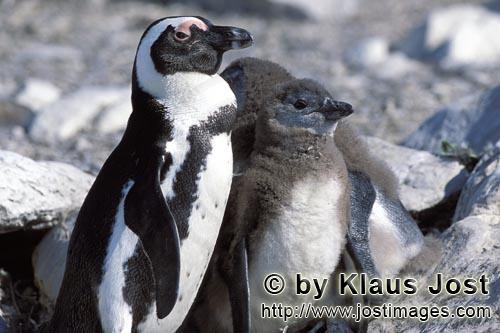 Brillenpinguin/African Penguin/Spheniscus demersus        Brillenpinguinfamilie        Auf Dyer I