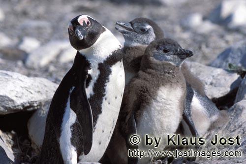 Brillenpinguin/African Penguin/Spheniscus demersus        Brillenpinguinfamilie         Auf Dyer 