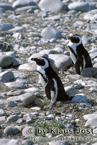 Brillenpinguin/African Penguin/Spheniscus demersus        Brillenpinguine        Dyer Island kann nur mit e