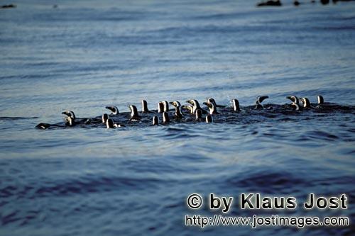 Brillenpinguin/African Penguin/Spheniscus demersus        Brillenpinguine kehren zurueck vom Meer</b