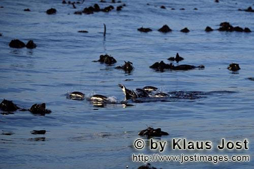 Brillenpinguin/African Penguin/Spheniscus demersus        Brillenpinguine kehren zurueck vom Meer</b