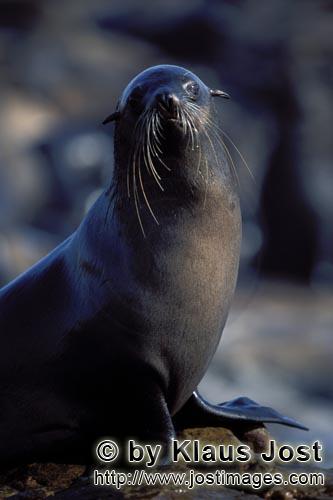 Suedafrikanische Pelzrobbe/South African fur seal/Arctocephalus pusillus        Suedafrikanische Pel