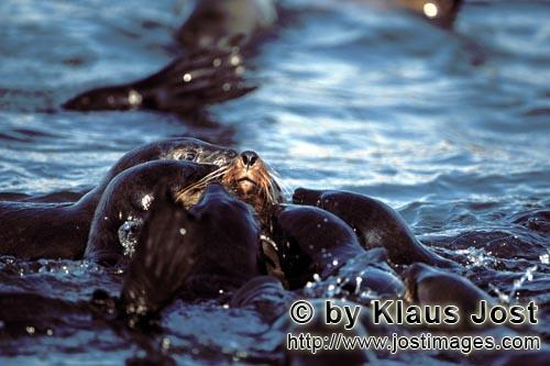 Suedafrikanische Pelzrobbe/South African fur seal/Arctocephalus pusillus        Pelzrobben Pascha wi