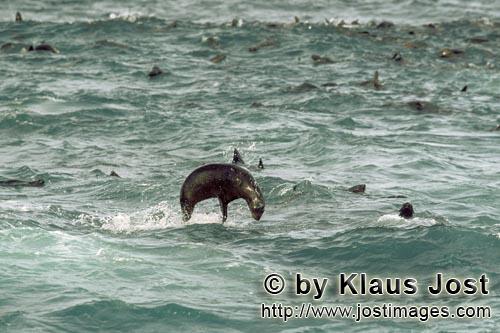 Suedafrikanische Pelzrobbe/South African fur seal/Arctocephalus pusillus        Springende Pelzrobbe