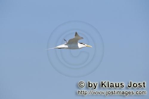 Eilseeschwalbe/Swift tern/Sterna bergii        Eilseeschwalbe fliegt hinaus aufs Meer         Die <b