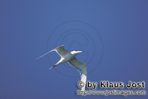 Eilseeschwalbe/Swift tern/Sterna bergii        Eilseeschwalbe am blauen Himmel         Die Eilsee