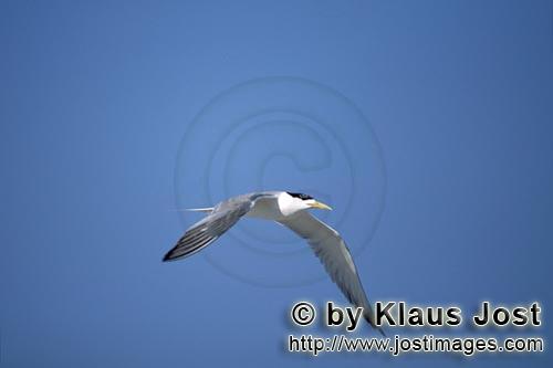 Eilseeschwalbe/Swift tern/Sterna bergii        Eilseeschwalbe kehrt zurueck nach Dyer Island       