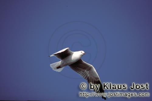 Hartlaubmöwe/Larus hartlaubii        Fliegende Hartlaubmöwe, Dyer Island        Diese schöne M