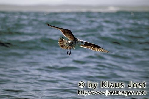 Dominikanermoewe/Kelp gull/Larus dominicanus        Fliegende junge Dominikanermoewe        Die D