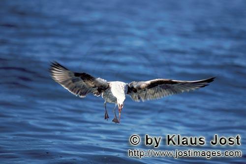 Dominikanermoewe/Kelp gull/Larus dominicanus        Fliegende junge Dominikanermoewe        Die D
