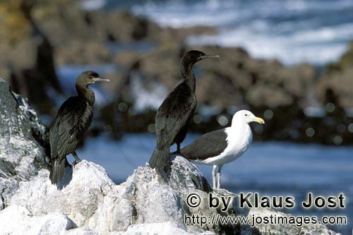 Kuestenscharbe/Bank Cormorant    Phalacrocorax neglectus        Kuestenscharben und Dominikanermoewe    Ban