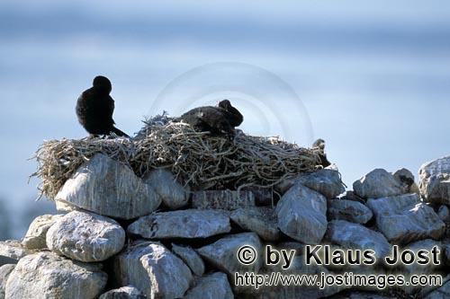 Kuestenscharbe/Bank Cormorant/Phalacrocorax neglectus        Kuestenscharben im Nest    Bank Cormorants   