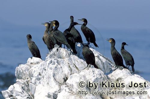 Kapscharbe/Cape Cormorant/Phalacrocorax capensis        Kapscharben        Die Kormorane sind endemisch auf