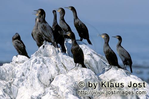 Kapscharbe/Cape Cormorant/Phalacrocorax capensis        Kapscharben    Cape Cormorants         Die Kormorane 