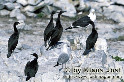 Kuestenscharbe/Bank Cormorant    Phalacrocorax neglectus        Kuestenscharben, Hartlaub´s Moewe und Do