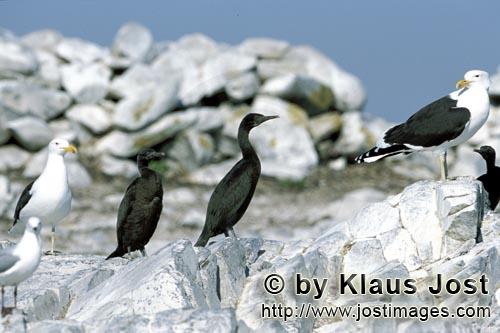 Kuestenscharbe/Bank Cormorant    Phalacrocorax neglectus        Kuestenscharben und Dominikanermoewen    Ba
