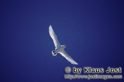 Rotschwanz-Tropikvogel/Red-tailed tropicbird/Phaeton rubricauda        Fliegender Rotschwanz-Tropikv