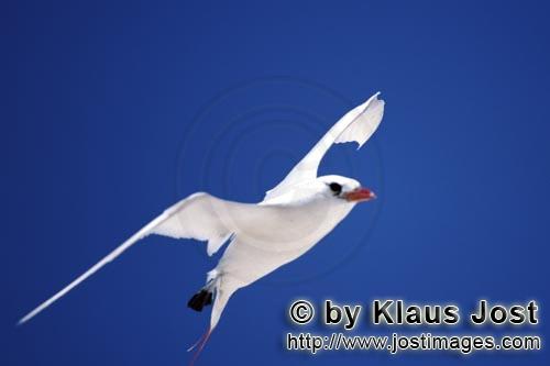 Rotschwanz-Tropikvogel/Red-tailed tropicbird/Phaeton rubricauda        Rotschwanz-Tropikvogel am Mid
