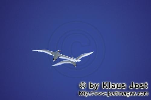 Rotschwanz-Tropikvogel/Red-tailed tropicbird/Rhaethon rubicauda        Fliegende Rotschwanz-Tropikvo