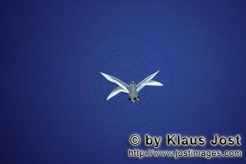 Rotschwanz-Tropikvogel/Red-tailed tropicbird/Rhaethon rubicauda        Fliegende Rotschwanz-Tropikvo