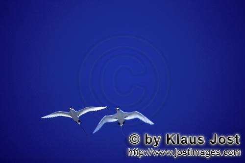 Rotschwanz-Tropikvogel/Red-tailed tropicbird/Phaeton rubricauda        Fliegende Rotschwanz-Tropikvo