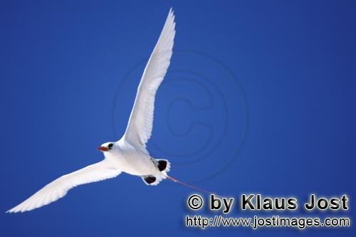 Rotschwanz-Tropikvogel/Red-tailed tropicbird/ Phaeton rubricauda        Flugkünstler Rotschwanz-Tro