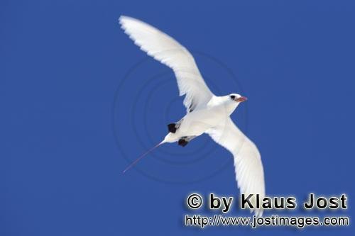 Rotschwanz-Tropikvogel/Red-tailed tropicbird/Phaeton rubricauda        Fliegender Rotschwanz-Tropikv