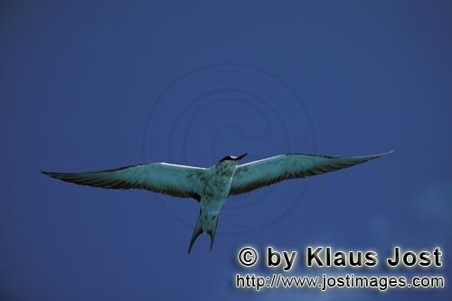Rußseeschwalbe/Sooty Tern/Sterna fuscata oahuensis        Rußseeschwalbe am Midway Himmel        E