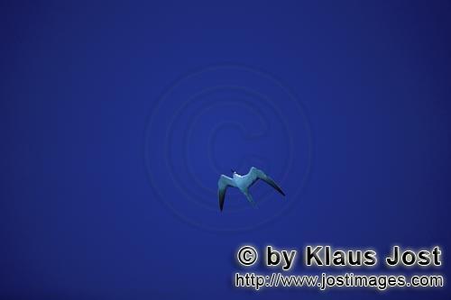 Rußseeschwalbe/Sterna fuscata oahuensis        Rußseeschwalbe unterwegs im großen Blau         Et