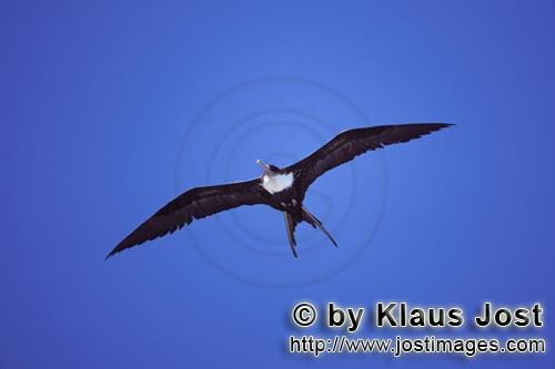 Bindenfregattvogel/Great Frigatebird/Fregata minor palmerstoni        Bindenfregattvogel schwebt üb