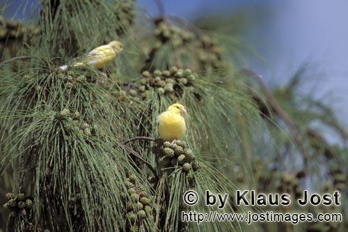 Kanarienvogel/Canary/Serinus canaria forma domestica        Kanarienvoegel auf dem Baum        1910 