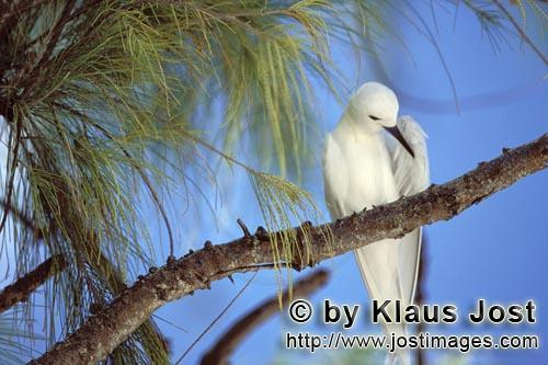 Feenseeschwalbe/White tern/Gygis alba rothchildi        Feenseeschwalbe rastet im Geaest        Der 